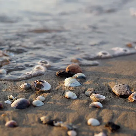 Luminous On The Shores Of * ビビオーネ
